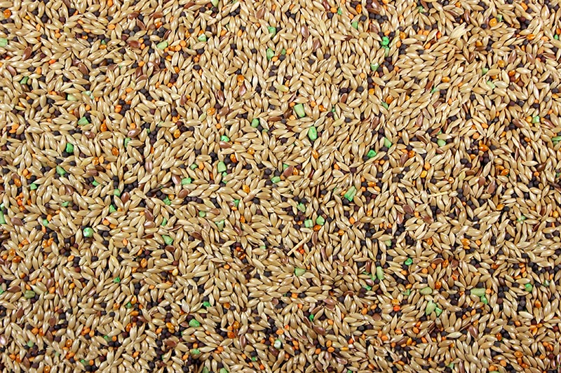 Canary Roller 50lb Leach Grain