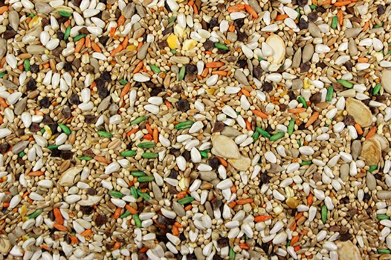 Small Hookbill Plus Leach Grain